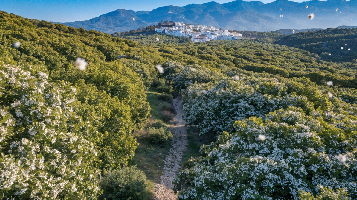 Ruta del Azahar en Coín: senderismo entre naranjos en flor y huertas tradicionales
